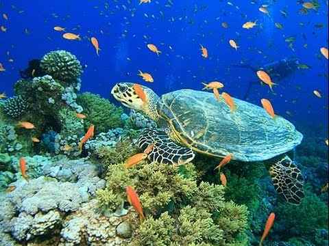 भारत में वन्यजीवन