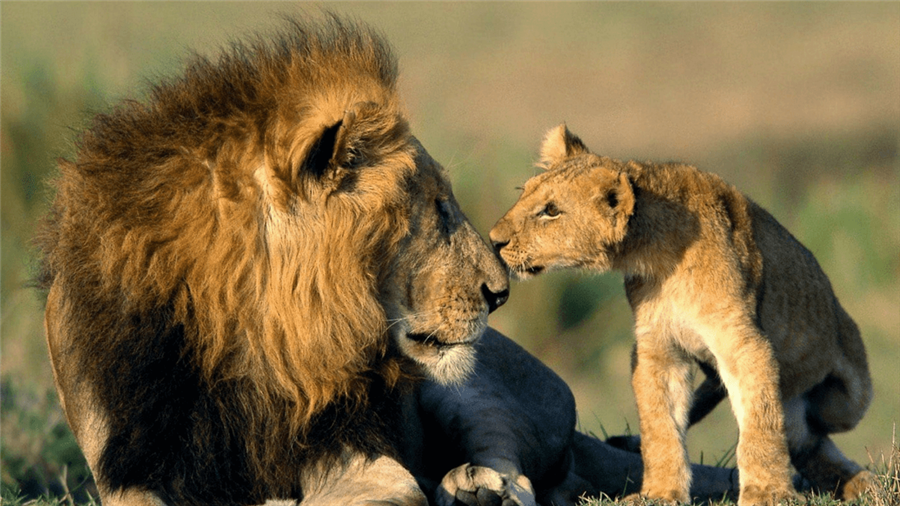 भारत में वन्यजीवन