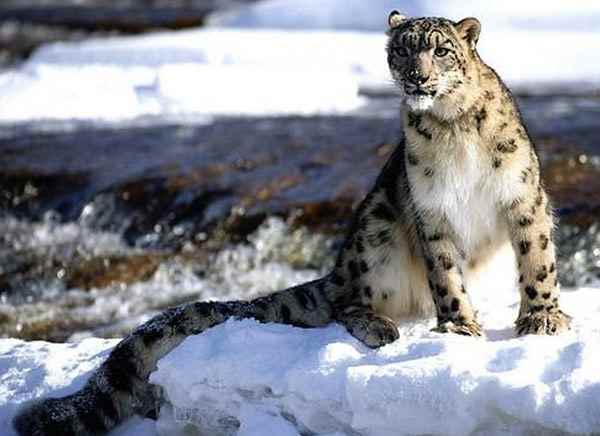 भारत में वन्यजीवन