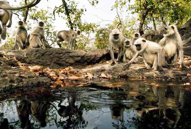 भारत में वन्यजीवन