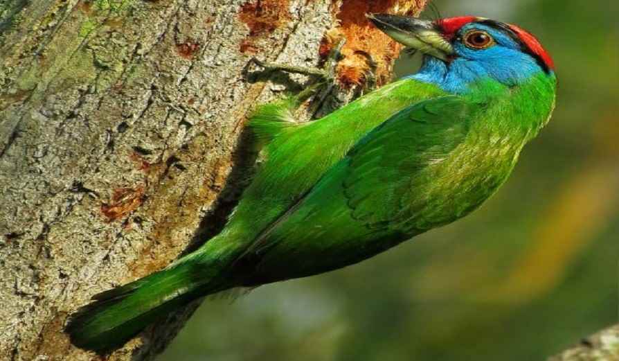 भारत में वन्यजीवन