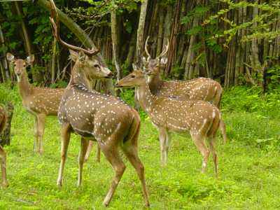 भारत में वन्यजीवन