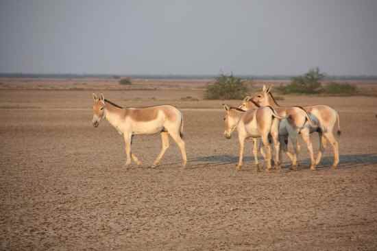 भारत में वन्यजीवन