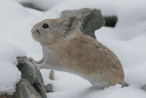 भारत में वन्यजीवन