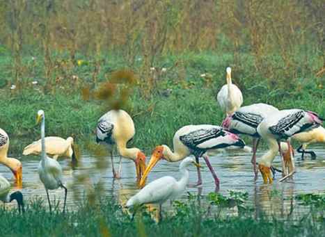 भारत में वन्यजीवन