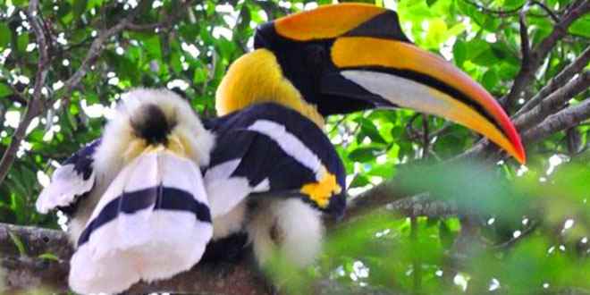 भारत में वन्यजीवन