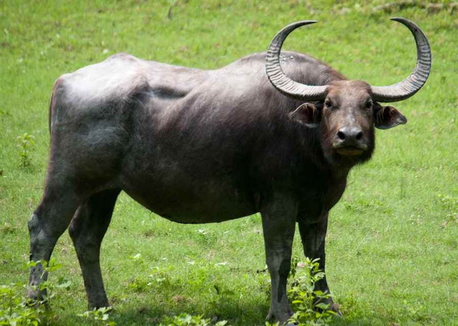 भारत में वन्यजीवन