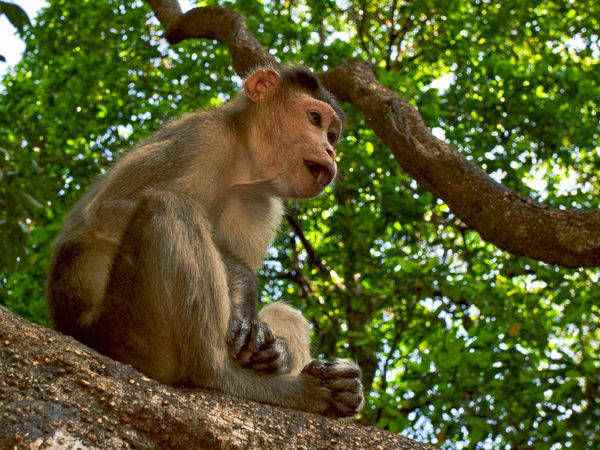 भारत में वन्यजीवन