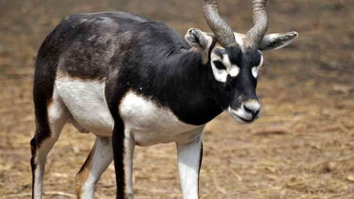 भारत में वन्यजीवन