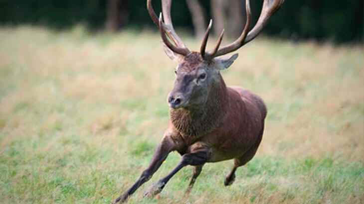 भारत में वन्यजीवन