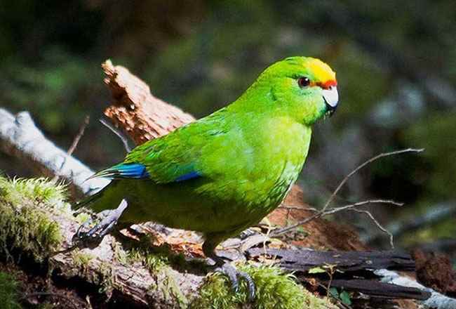 भारत में वन्यजीवन