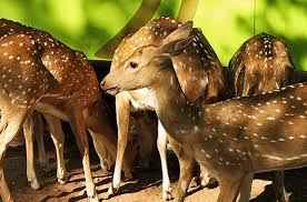 भारत में वन्यजीवन