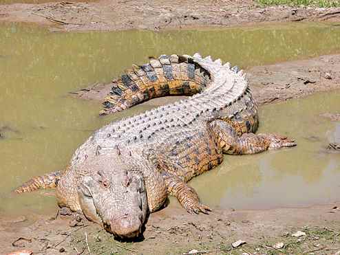 भारत में वन्यजीवन