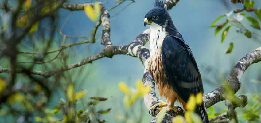 भारत में वन्यजीवन