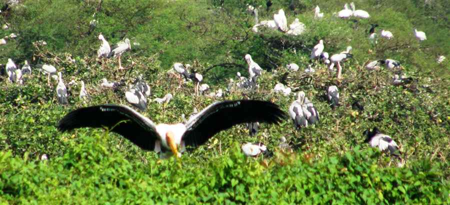 भारत में वन्यजीवन