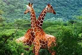 भारत में वन्यजीवन