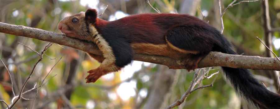 भारत में वन्यजीवन