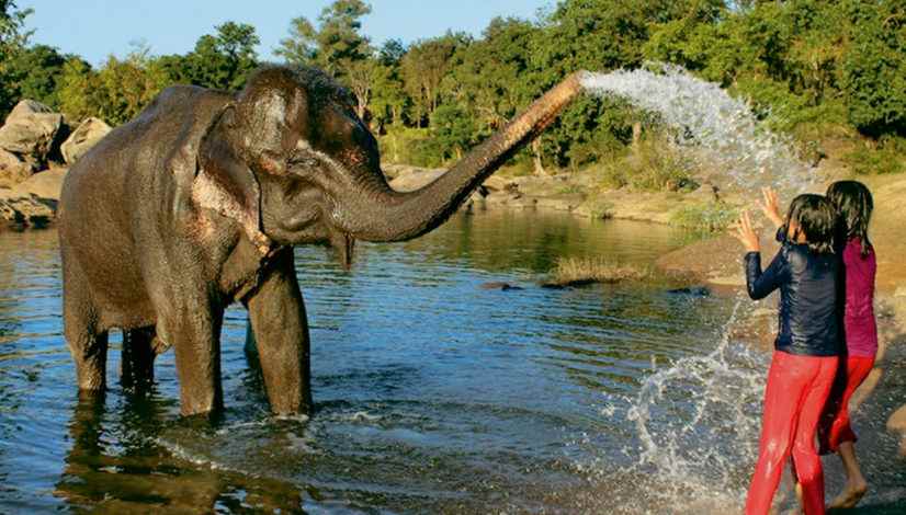 भारत में वन्यजीवन