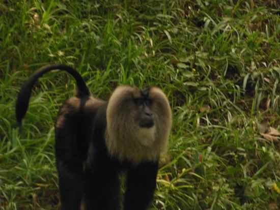 भारत में वन्यजीवन