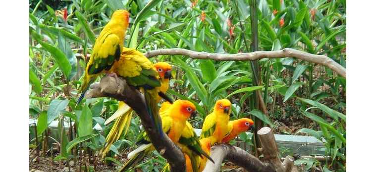 भारत में वन्यजीवन