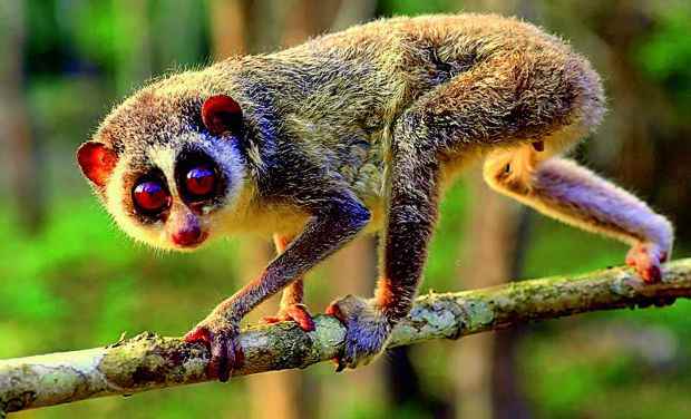 भारत में वन्यजीवन