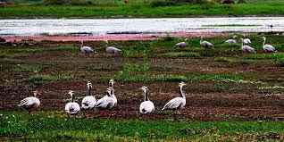 भारत में वन्यजीवन