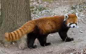 भारत में वन्यजीवन