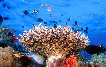 भारत में वन्यजीवन