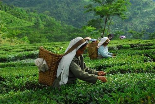 Glenburn Tea garden of Assam