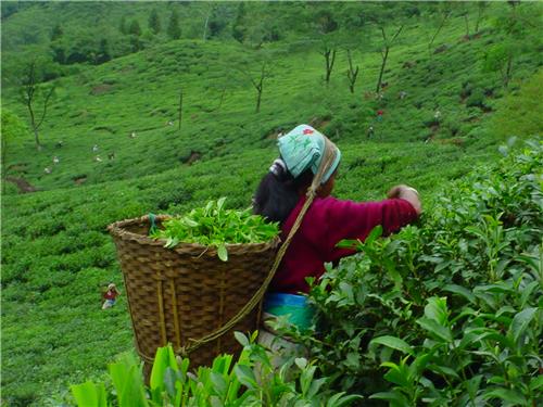 Badamtam Tea Estate Tea tourism of India