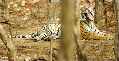 Wildlife Sanctuaries in India