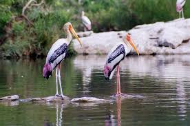 Keoladeo National Park