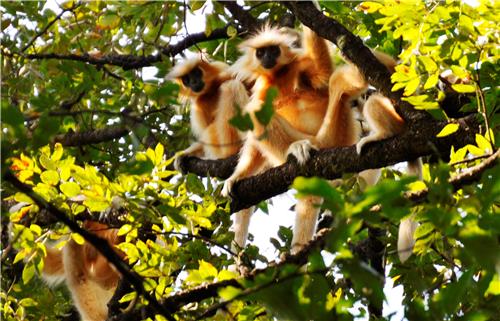 UNESCO World Heritage Sites