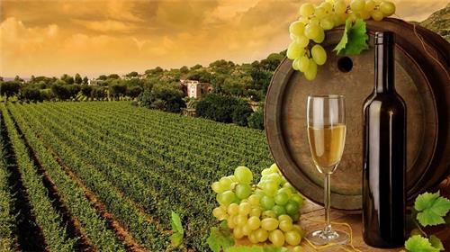 Wine Tour in India / Vineyards in India Wineries in India