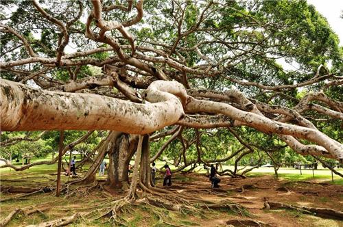 Banyan Tree