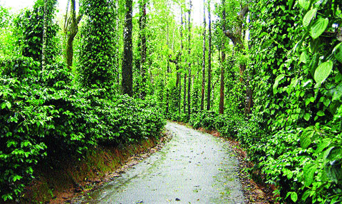 coorg