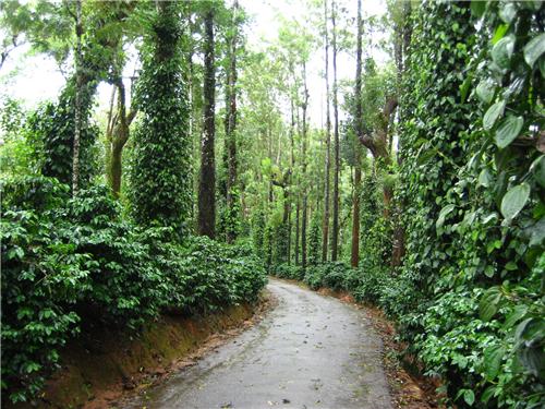 Coorg Hill stations in South India