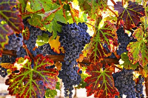 Wine Grapes - Can't Get Any Better! Wine Grapes