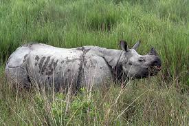Kaziranga National Park