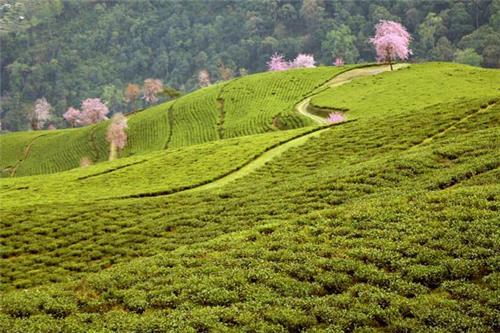 Temi Tea Garden Tea Gardens in India