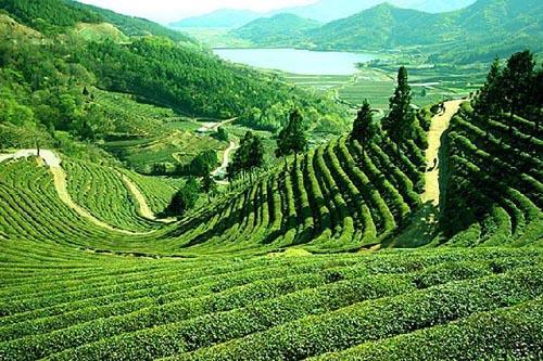 Tea estate in Assam Tea gardens in Assam