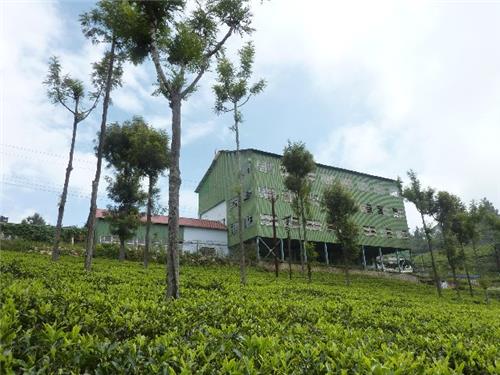 Munnar tea estate Tea estates in Kerala