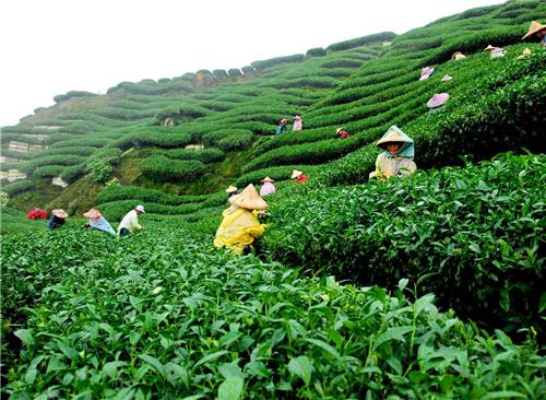 Khongea Tea Estate Tea garden