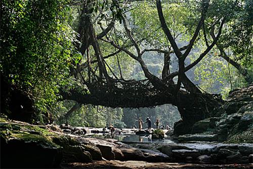 Living root Briidges in Meghalaya Best Scenic Places for photography in India