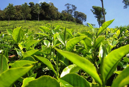 Chiabari Tea estate of Assam