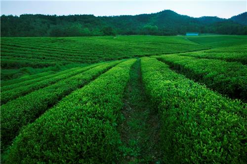 Tea Estates in India Tea Tourism in India