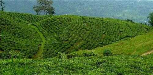 Makai Bari Tea Estates in Darjeeling