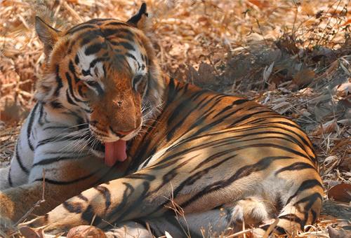 Royal Bengal Tiger Wildlife in India
