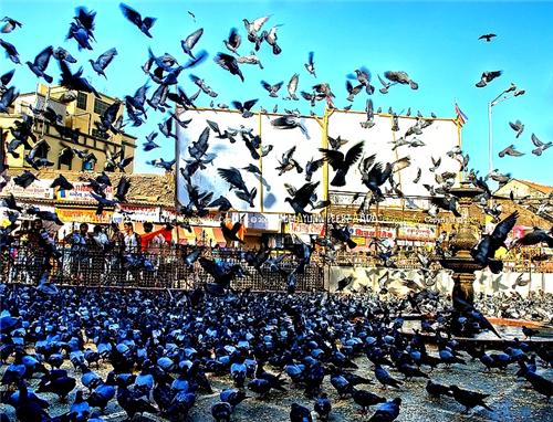 Dadar's Kabootar khana's are very famous amongst the tourists Dadar Mumbai